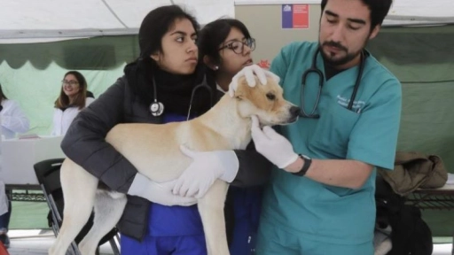 Villa Alemana: Estudiantes de veterinaria realizan mechoneo solidario