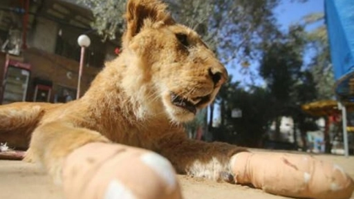 Zoológico mutila garras de una leona para que juegue con visitantes