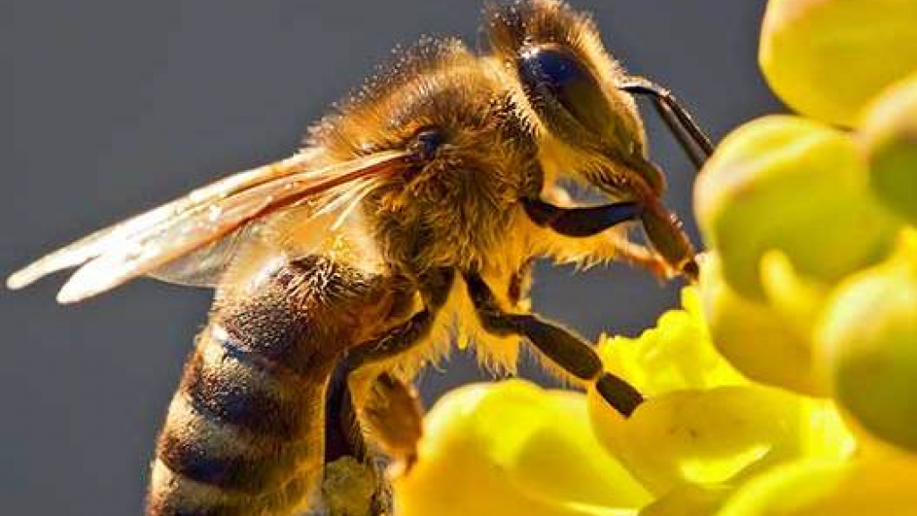 abejas / 