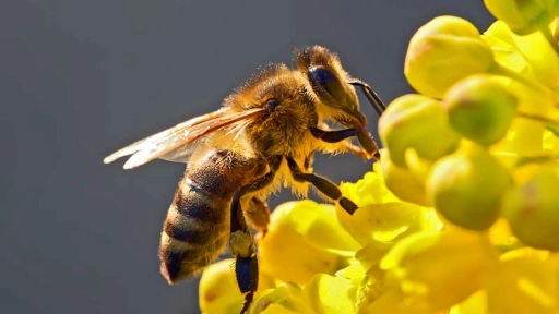 Cambio climático = abejas confundidas