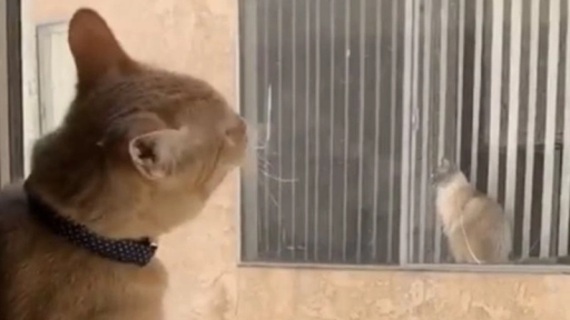 La historia de dos gatos vecinos se hace viral