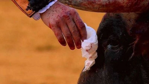 Torero le seca lágrimas a un toro antes de matarlo
