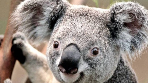 koalas se están acercando a la extinción