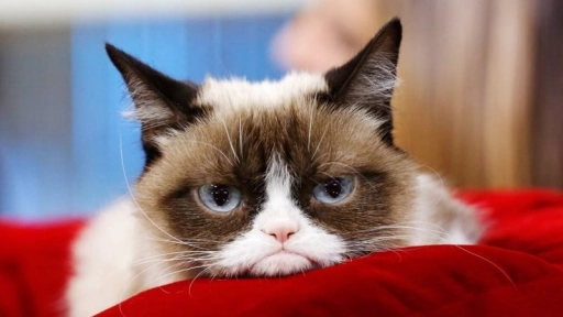 Muere Grumpy Cat: La gatita más famosa de Internet