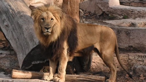 Reconventirán Zoo de Barcelona en centro de protección animal