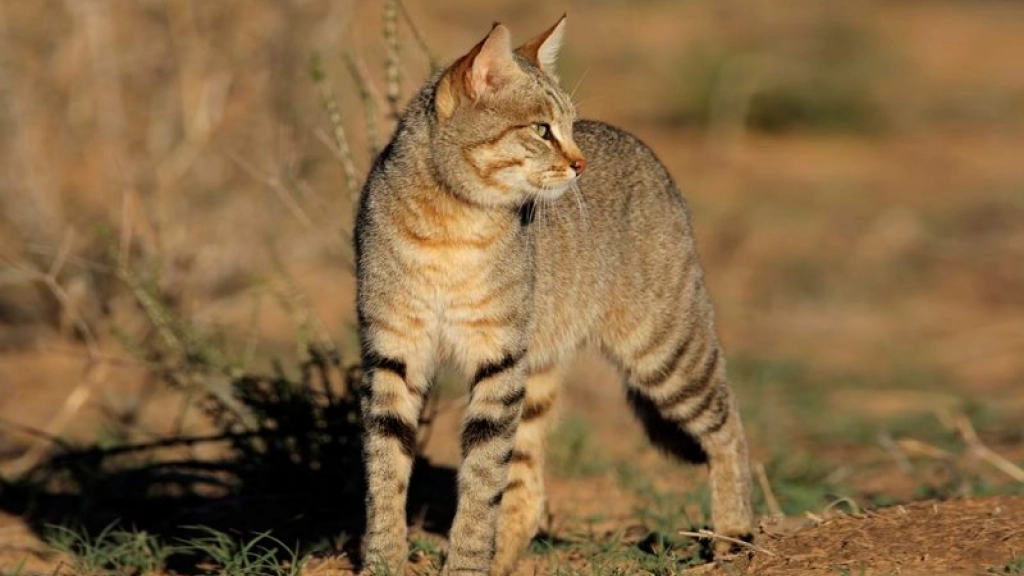 gatos salvajes australia