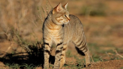 Australia quiere eliminar a dos millones de gatos