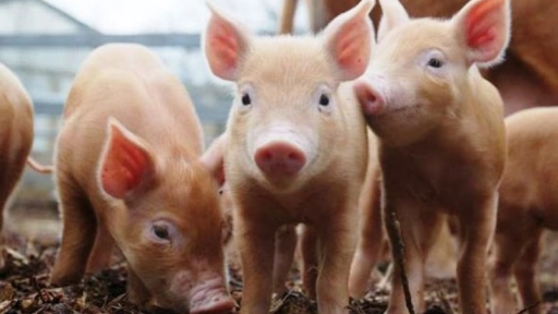Lanzan guía sobre bienestar animal en producción de cerdos