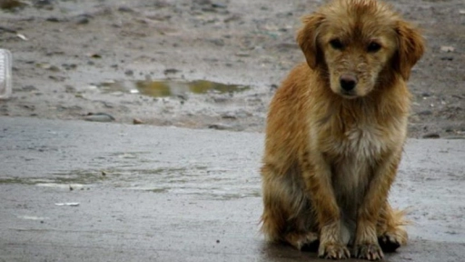 Lluvias: Lavín llama a rescatar a animales abandonados