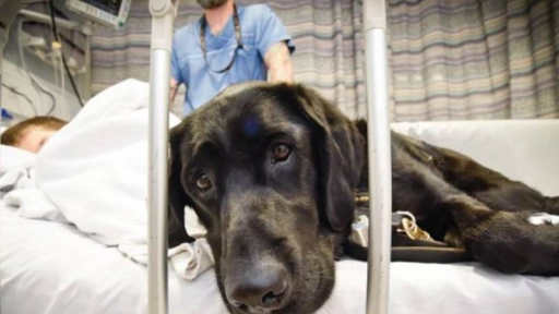 España: Proponen permitir acceso de animales a hospitales