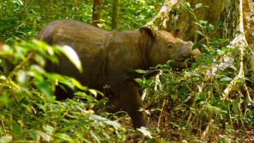 Muere el último rinoceronte macho de Sumatra