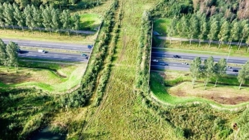 Construyen puentes para que animales crucen las autopistas