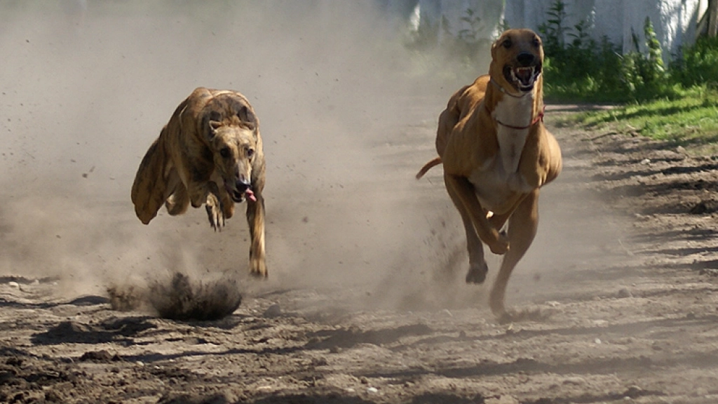 carreras de perros