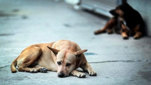 Argentina: Aumentarán multas por abandono de animales