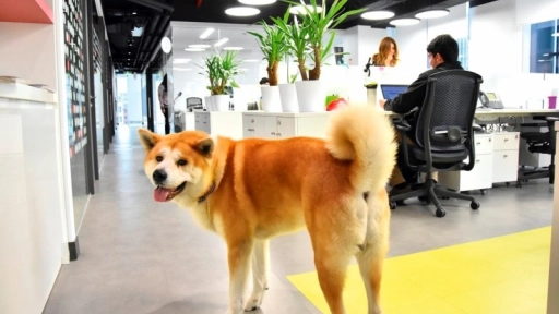 Perros en la oficina ayudan a reducir el estrés