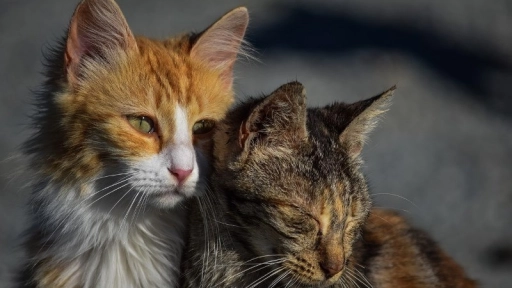 Denuncian retiro de gatos ferales en dependencias de Lucchetti