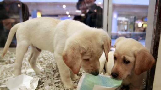 Nueva York busca prohibir venta de animales en tiendas de mascotas