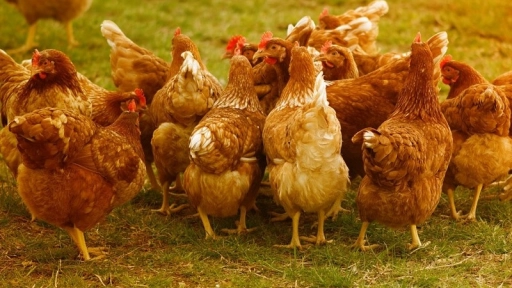 ¡Cambiemos la realidad de las gallinas en Chile!