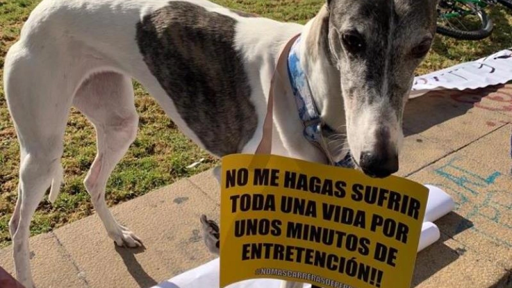 #NoMasCarrerasDePerros, carreras de perros