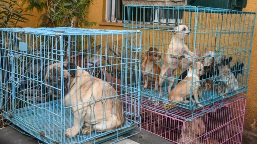 Criadero ilegal: Fiscalía abre proceso para recuperar animales