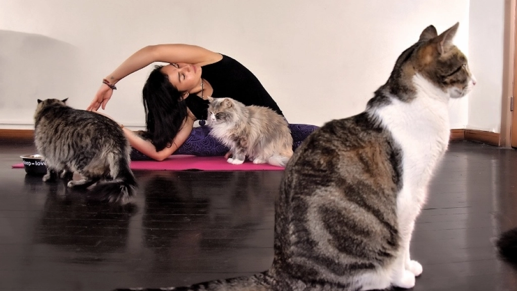 yoga gatos