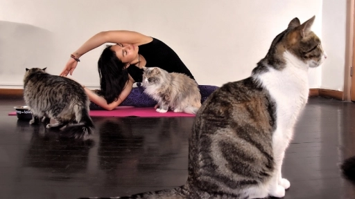 Yoga con gatos Ellos saben dónde llegar para sanar