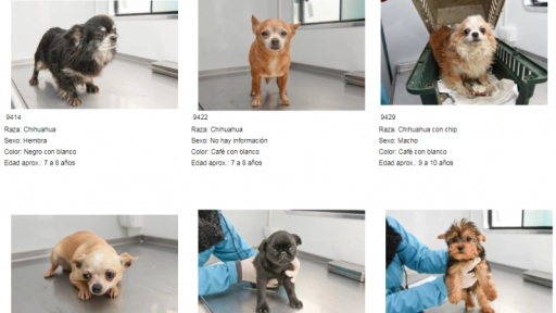 Criadero ilegal: Publican imágenes y fichas de animales rescatados