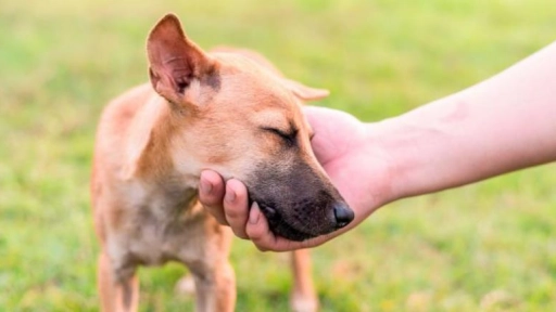 China prohíbe criar perros para consumo humano