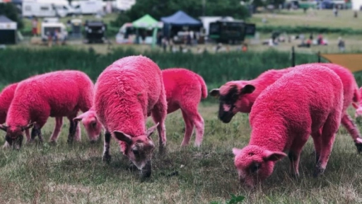 Festival británico utiliza ovejas teñidas de rosa