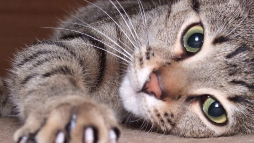 Nueva York prohíbe extirparle las uñas a los gatos
