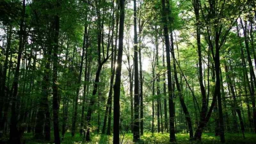 El bosque nativo: Nuestro salvador