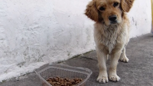 Croquetón: Ayuda a los animales abandonados