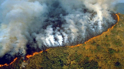 Bolivia: Incendios en Amazonas mata a más de 2 millones de animales