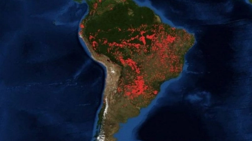 Animales víctimas del incendio en el Amazonas
