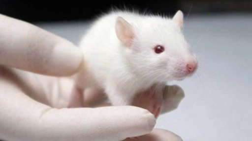 EE.UU. busca reducir pruebas en animales