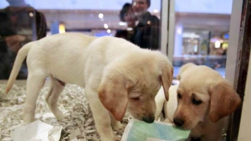 Prohíben la exhibición de animales en las tiendas