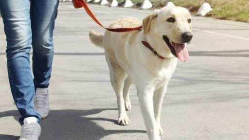 Australia: Multarán a quienes no saquen a pasear a su perro