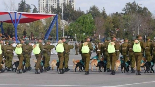 Perritos de Carabineros se roban las miradas en la Parada Militar