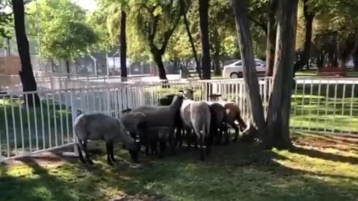 Lavín traslada ovejas al Parque Araucano