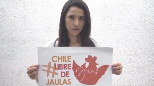Día internacional del huevo: Por un Chile libre de jaulas