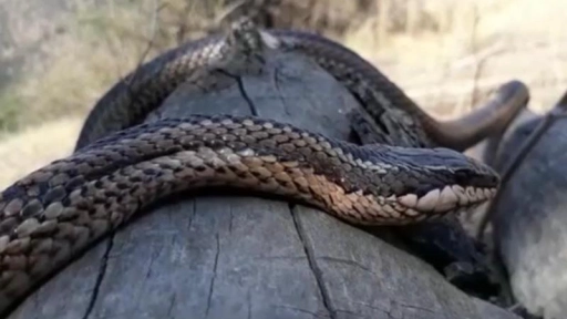 Serpientes de cola larga son reinsertadas en su hábitat