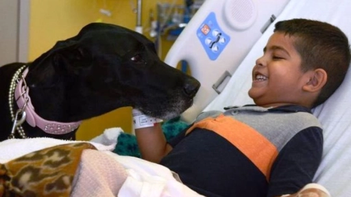 Puerto Montt: Incorporan terapia canina en tratamiento de niños