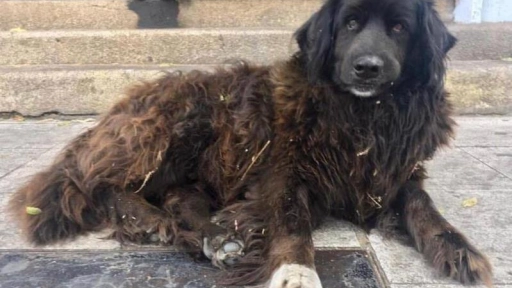 Buscan testigos de atropello de perro en Valparaíso
