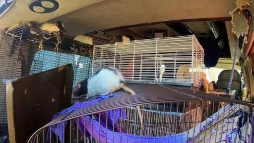 EE.UU: Mujer vivía con 300 ratas en su camioneta