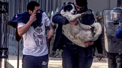 Imágenes de perros rescatados se vuelven viral