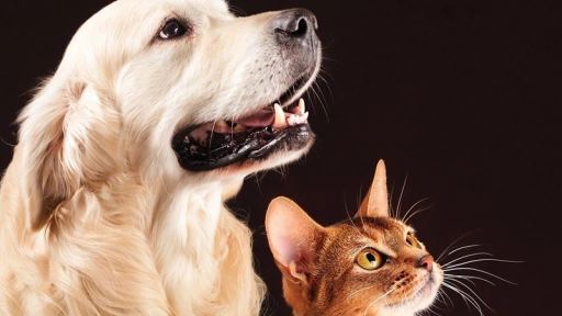 Decálogo de adopción para perros y gatos