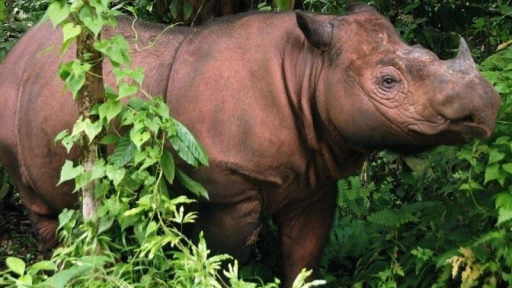 El rinoceronte de Sumatra se extingue en Malasia