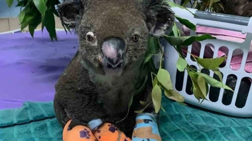 Australia: Muere koala que fue rescatado de un incendio