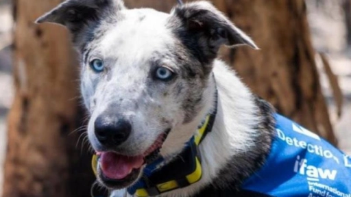 Australia: Perro rescata a koalas heridos en los incendios