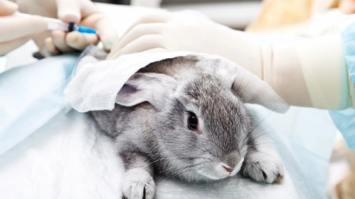 Día Mundial del Animal de Laboratorio: Fin al testeo animal